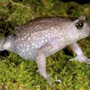 Image of Callulina shengena Loader, Gower, Ngalason & Menegon 2010