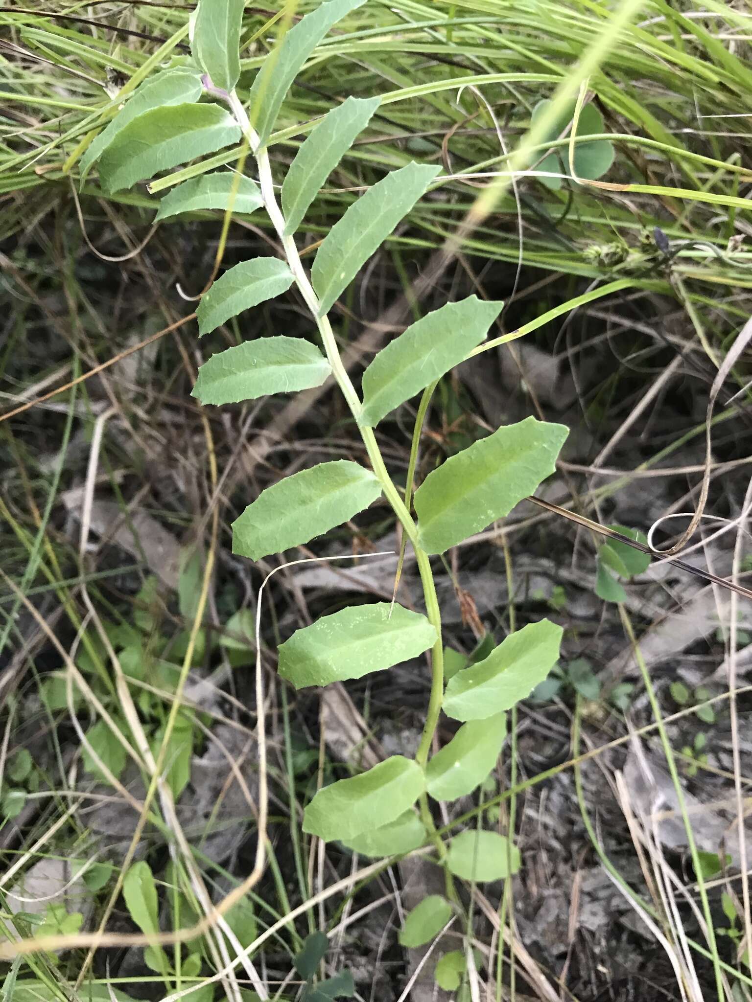 Plancia ëd Lobelia concolor R. Br.