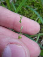 Image of softleaf sedge