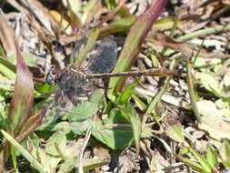 Image of Cypress Clubtail