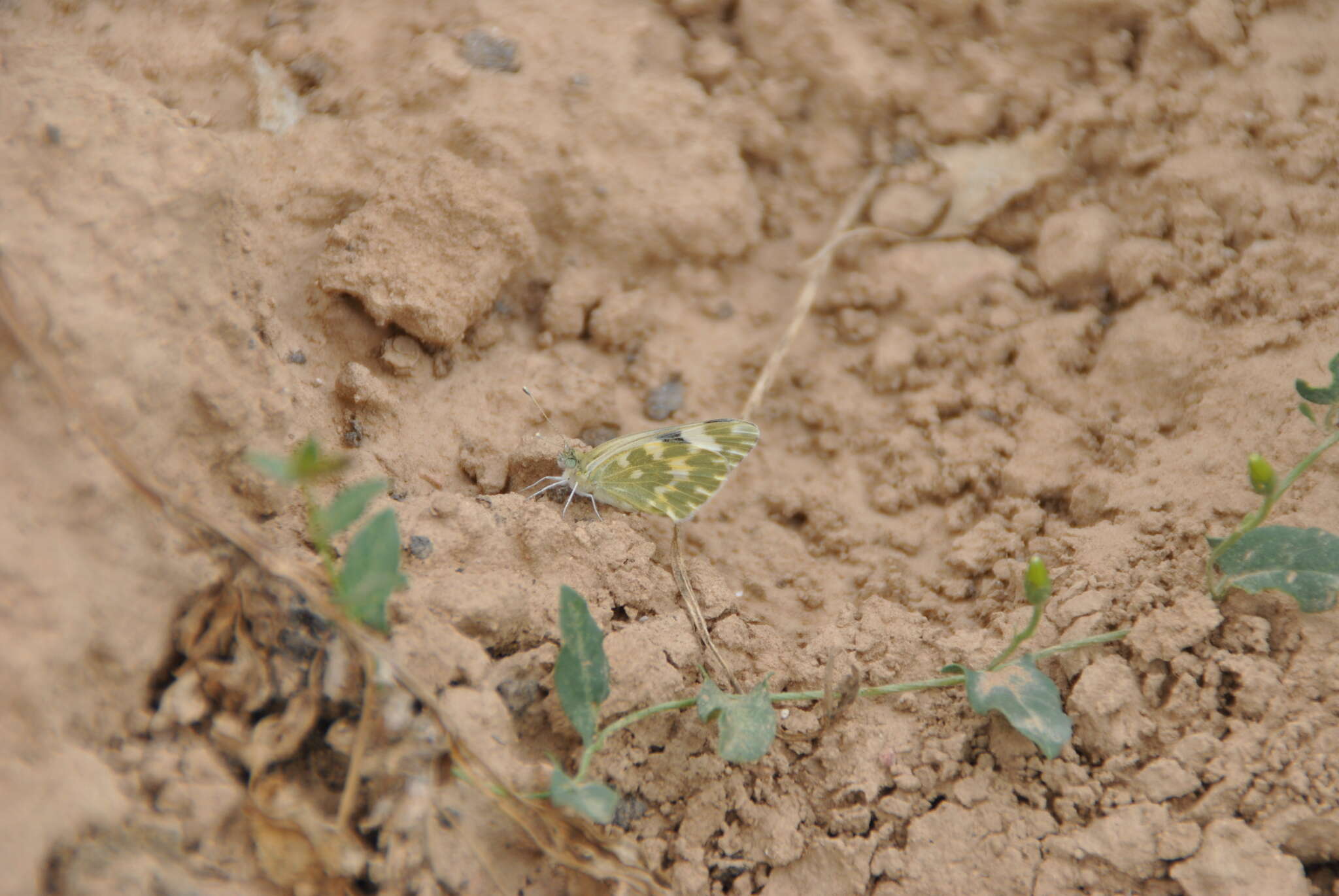 Image of Bath White