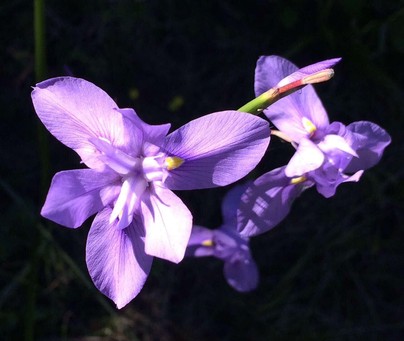 Image of blue-tulip