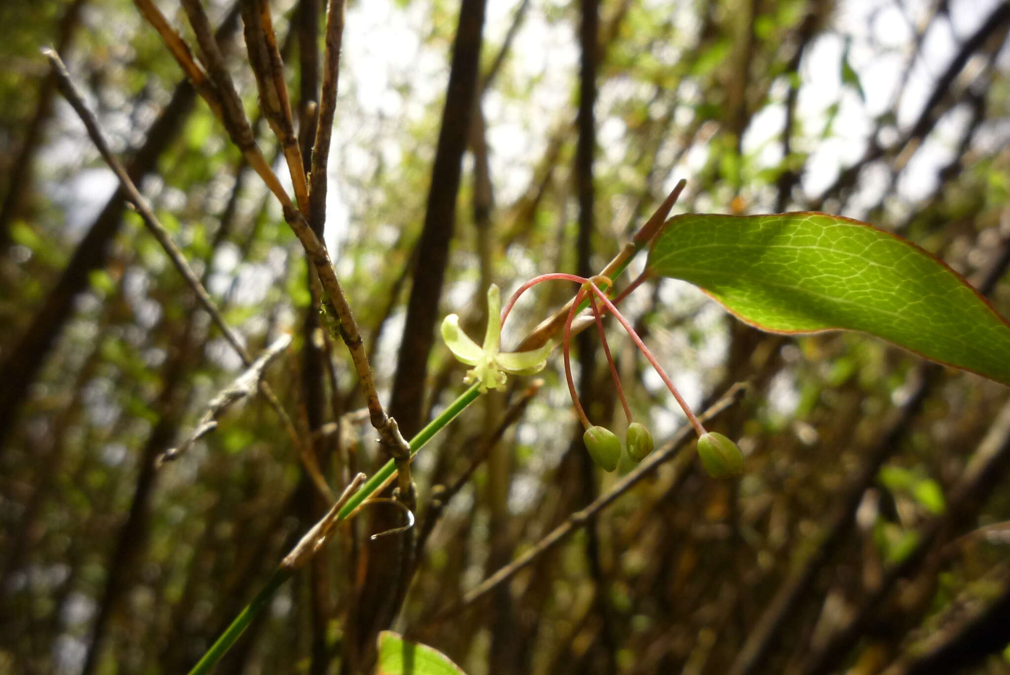 Plancia ëd Smilax vaginata Decne.