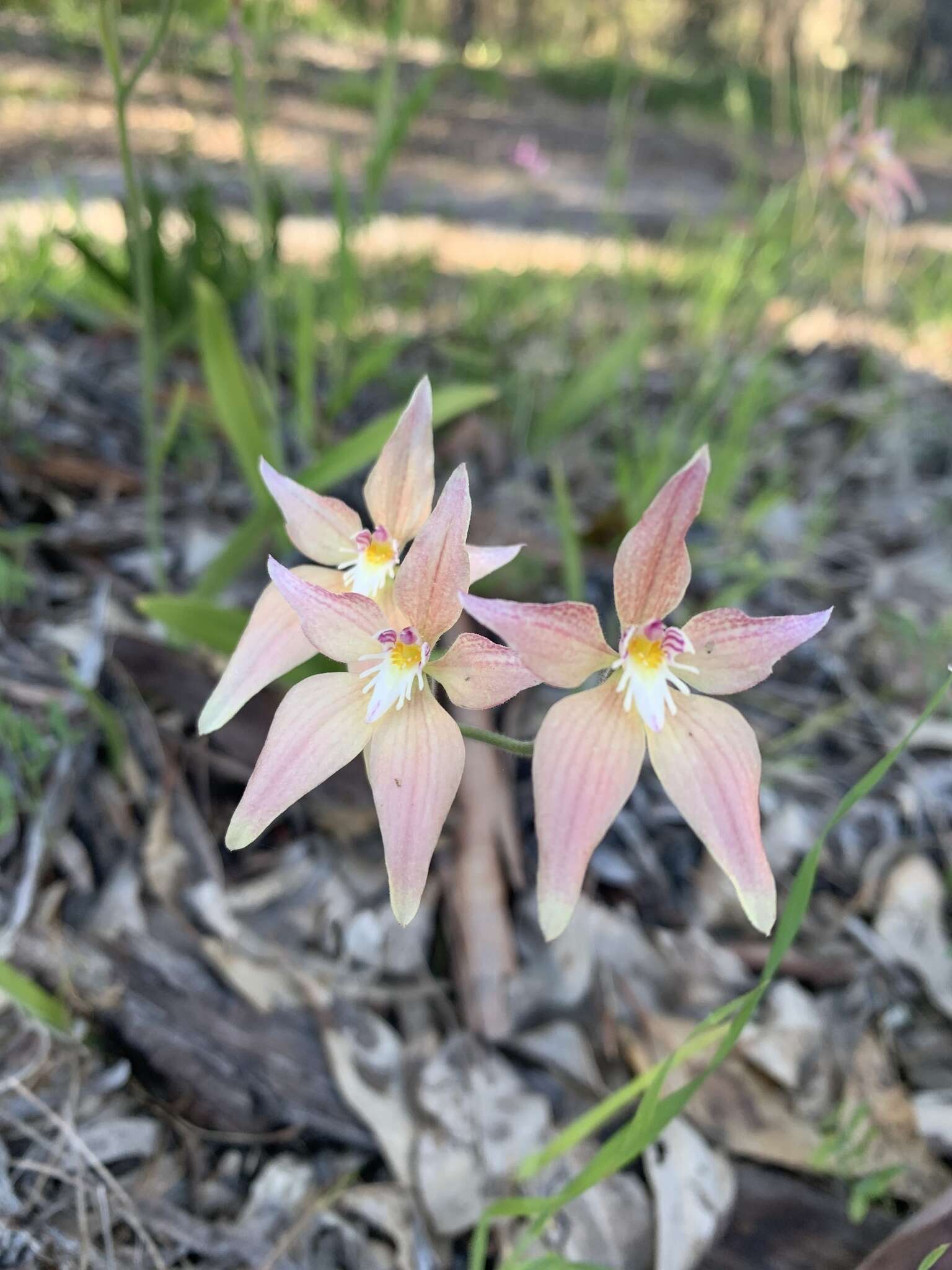 Image of Caladenia spectabilis Hopper & A. P. Br.