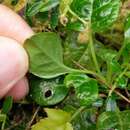 Image of Pyrola morrisonensis (Hayata) Hayata