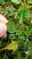 Image of Pyrola morrisonensis (Hayata) Hayata