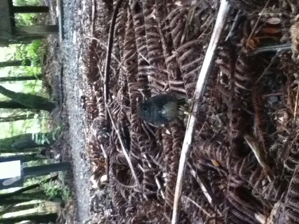 Image of North Island Robin