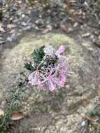 Imagem de Isopogon baxteri R. Br.