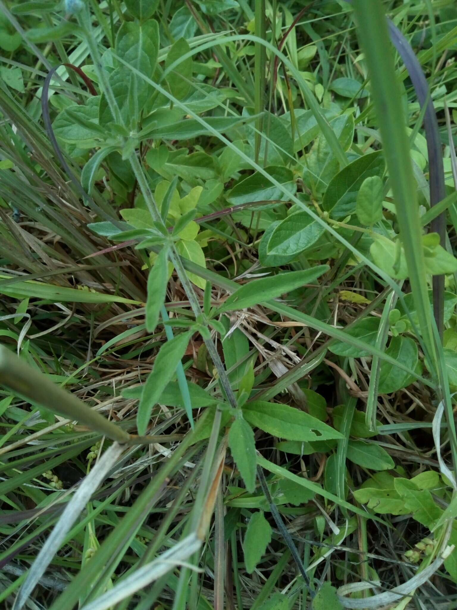 Sivun Scutellaria integrifolia L. kuva