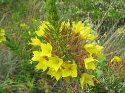 Imagem de Oenothera rhombipetala Nutt. ex Torr. & Gray