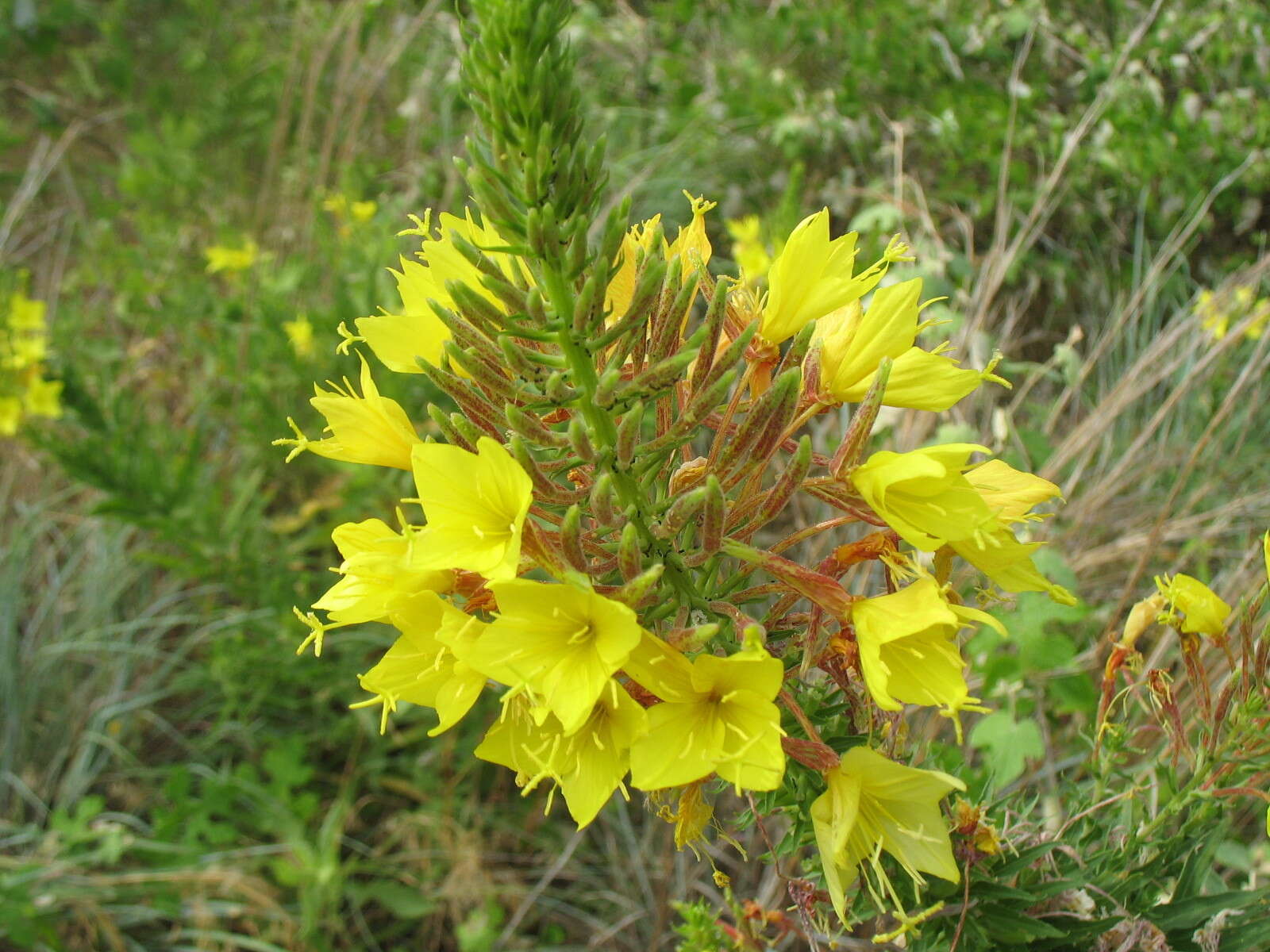 صورة Oenothera rhombipetala Nutt. ex Torr. & Gray