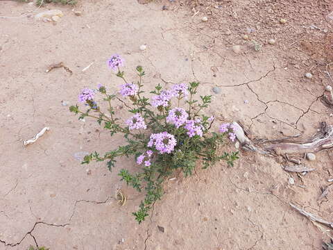 Image of Glandularia mendocina (Phil.) Covas & Schnack