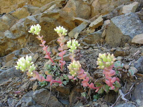 Image of Sedum flavidum