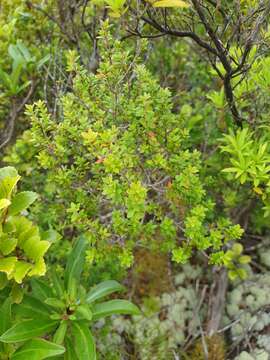 Image of Epacris pauciflora var. sinclairii (Hook. fil.) Cheesem.