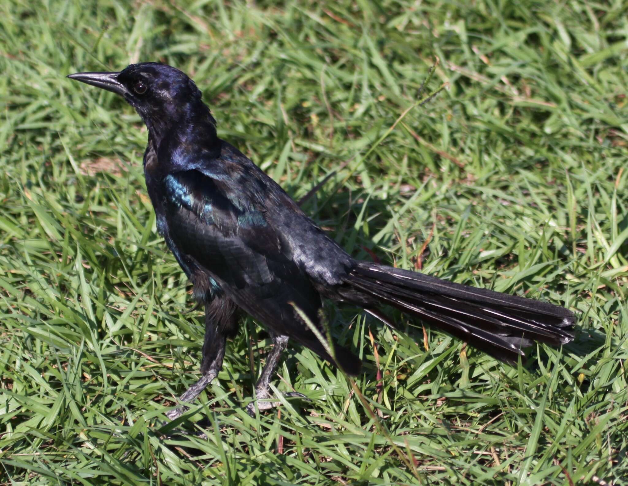 Image of Boat-tailed Grackle