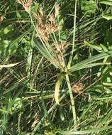 Imagem de Cyperus prolixus Kunth