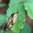 Image of <i>Papilio dardanus tibullus</i>