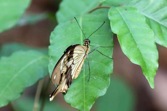 Image of <i>Papilio dardanus tibullus</i>