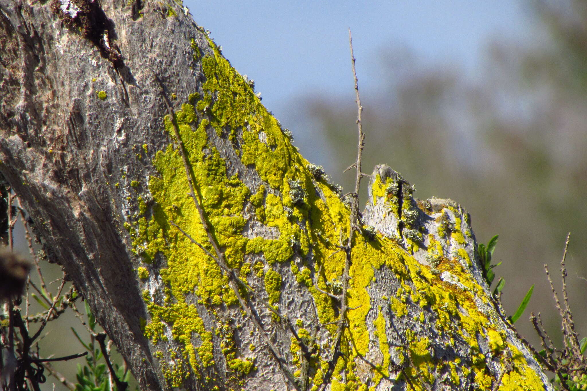 Imagem de Chrysothrix candelaris (L.) J. R. Laundon