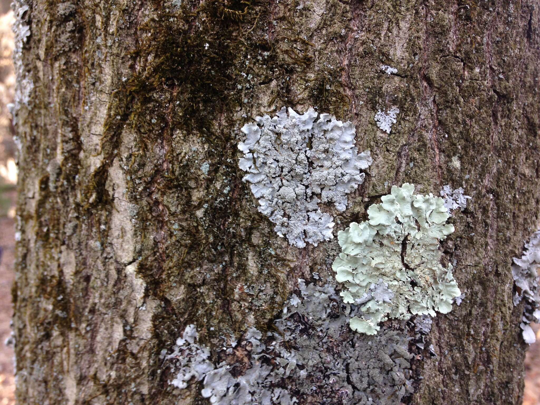 Image of Showman's hypotrachyna lichen