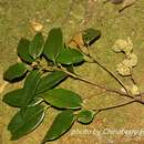 Image of Castanopsis carlesii (Hemsl.) Hayata