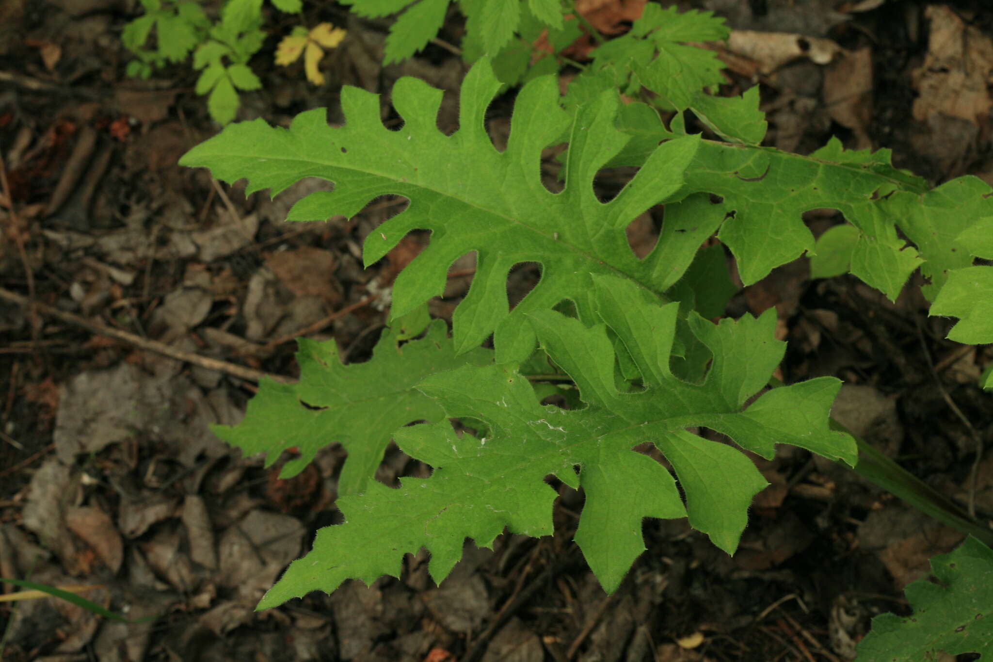 Image of Saussurea recurvata (Maxim.) Lipsch.