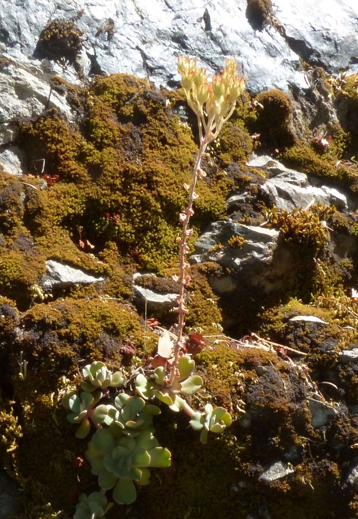 Image of Heckner's stonecrop