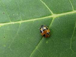 Image of Coccinella hieroglyphica kirbyi Crotch 1874