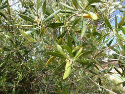 Image of olive tree