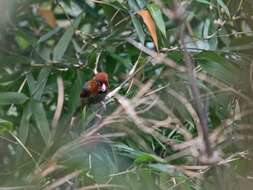 Image of Short-tailed Parrotbill