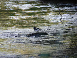 Image of Black-backed Forktail