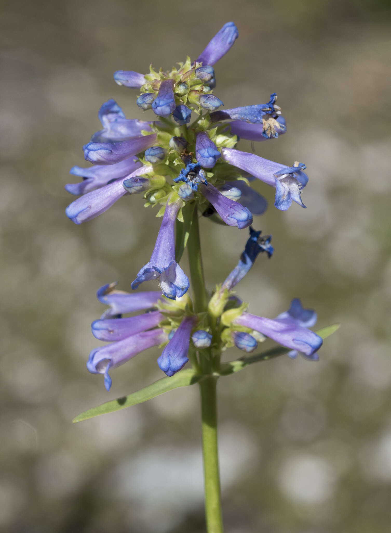 Image of pincushion beardtongue