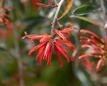 Image of Grevillea parvula W. Molyneux & V. Stajsic