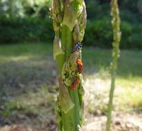 Image of Spotted asparagus beetle