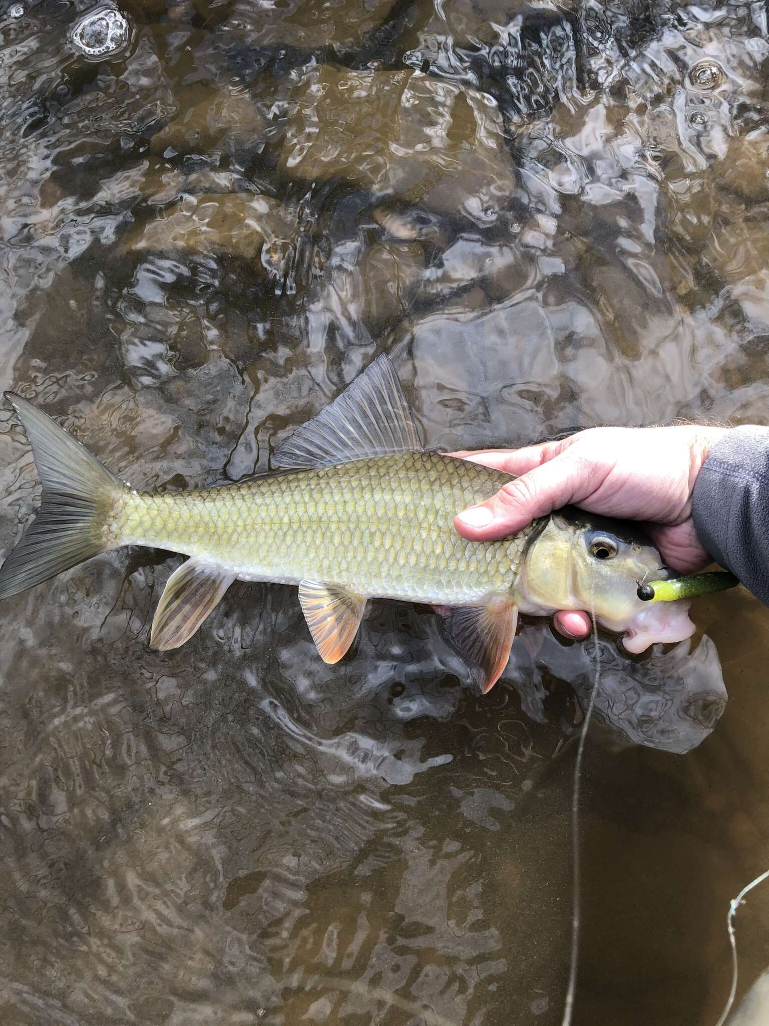 Image of Golden Redhorse