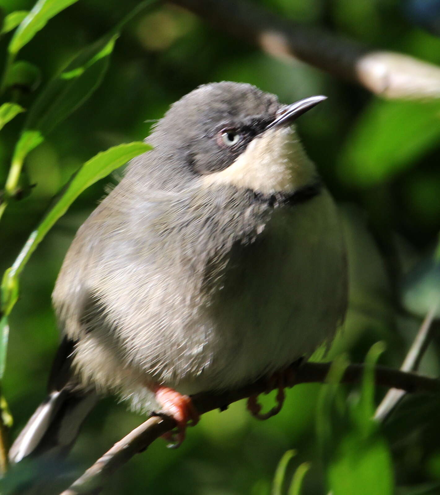 Image of Apalis thoracica claudei Sclater & WL 1910