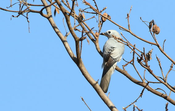 Image of White-breasted Cuckoo-shrike
