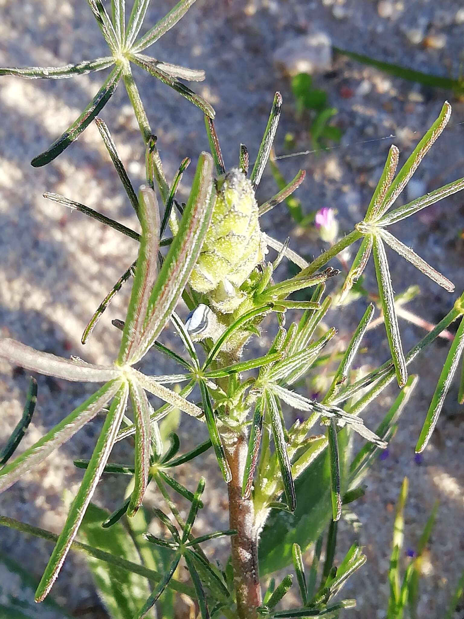 Image of narrowleaf lupine