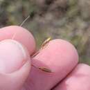 Image of Austrostipa aristiglumis (F. Muell.) S. W. L. Jacobs & J. Everett