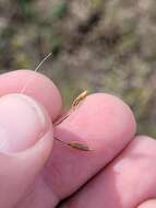 Image of Austrostipa aristiglumis (F. Muell.) S. W. L. Jacobs & J. Everett