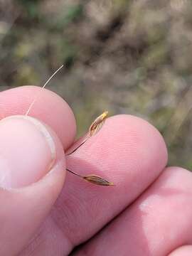 Image of Austrostipa aristiglumis (F. Muell.) S. W. L. Jacobs & J. Everett