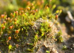 صورة Microbryum davallianum Zander 1993