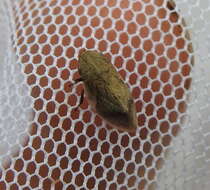 Image of Leafhopper