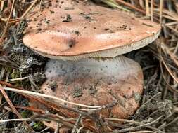 Image of Tricholoma batschii Gulden 1969