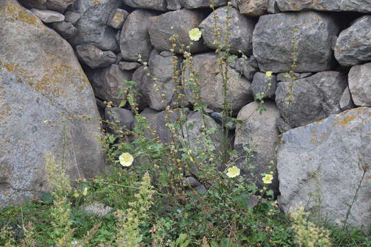 Image of Alcea rugosa Alef.