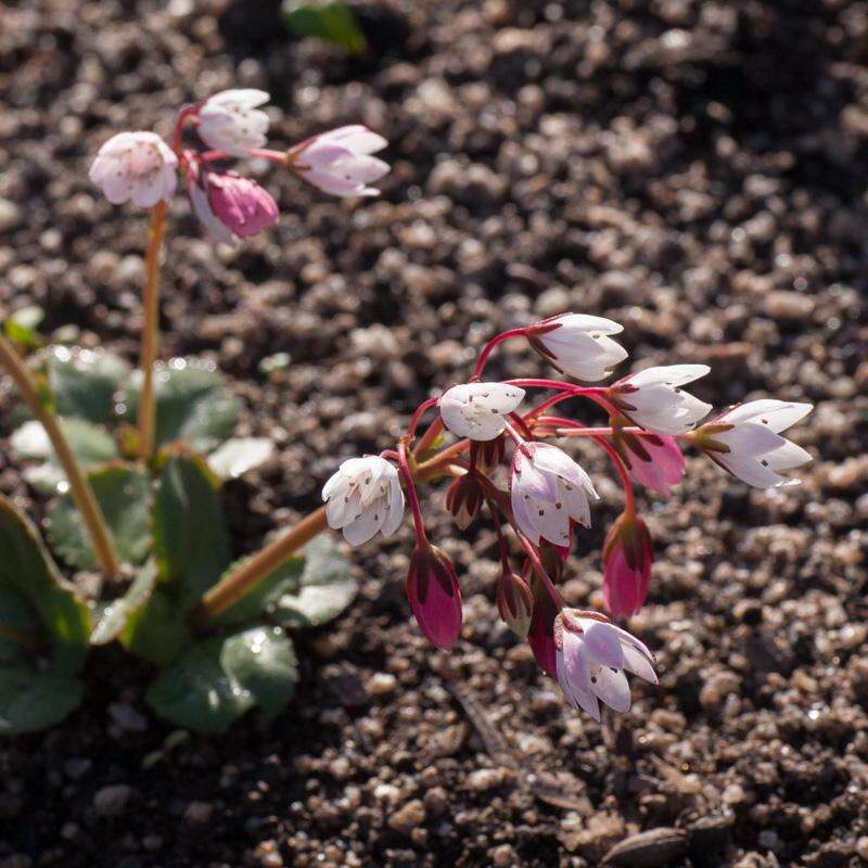 Image of <i>Crassula <i>capensis</i></i> var. capensis