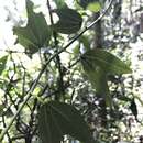 Image of Passiflora chelidonea Mast.