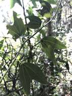 Image of Passiflora chelidonea Mast.