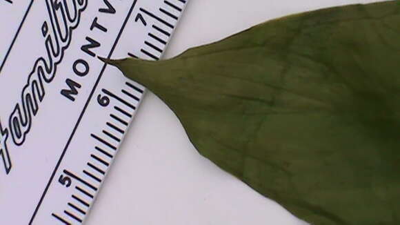 Image of green arrow arum