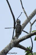 Image of Brown-capped Pygmy Woodpecker